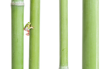 Among the bamboo canes, the European tree frog on white background (Hyla arborea)