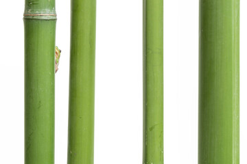 Among the bamboo canes, the Italian tree frog (Hyla intermedia)