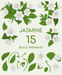Fifteen floral elements to assemble an indoor Jasmine. Hand drawn parts of a white Jasmine flowers