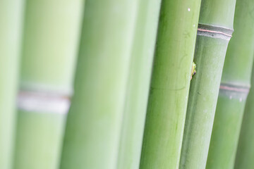 Among the bamboo canes, the European tree frog (Hyla arborea)