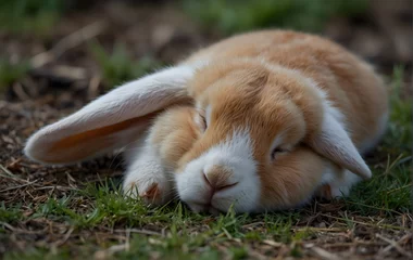 Foto op Canvas rabbit in grass © Mohamed