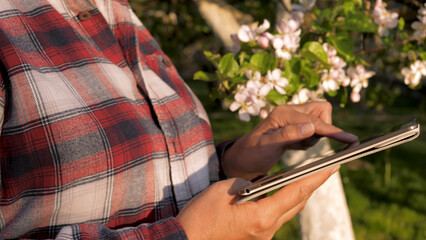 Farmer gardener stands by blossom tree in apple orchard farm using digital tablet. Close up agronomist businesswoman hands uses modern technologies to check crops and transmit information