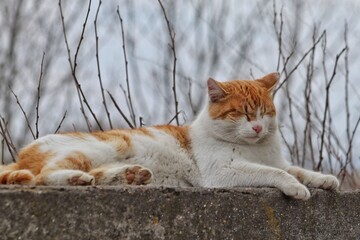 A red-and-white cat lies on a concrete base in cloudy weather