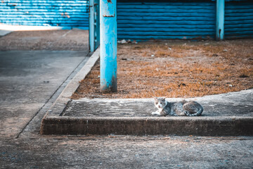 Cat sitting on the ground