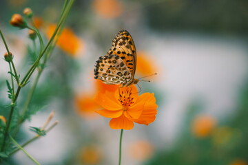 キバナコスモスと蝶