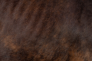 Background. Pattern. Extreme close-up of a dark brown horse s hair.