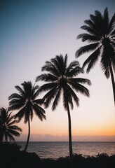 Picture, the sea in the distance at sunset with palm trees
