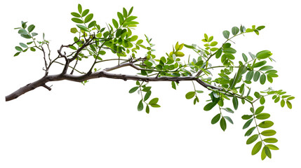 Obraz premium branch of a tree,generative ai