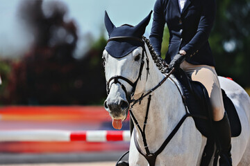 The grey horse shows his tongue at the start. Curious situations in the Show Jumping. Horse...
