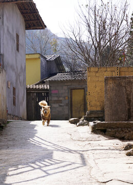 Little dog running outside a traditional ethnic home in Ha Giang village