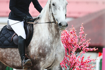 Portrait of a gray horse on a background of cherry blossoms. The show jumping route is decorated...