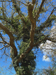 von Efeu überwuchertes Geäst einer slten Eiche