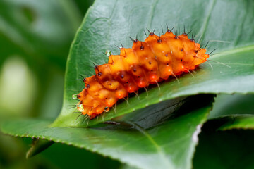 Vibrant Eterusia Aedea Caterpillar Amidst Lush Greenery. A vivid orange Eterusia aedea formosana caterpillar adorned with spikes, rests on a green leaf.