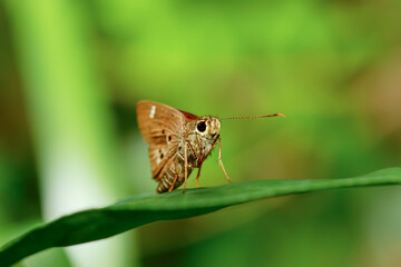 Elegant Skipper Butterfly in Natural Habitat. A detailed view of a Skipper butterfly, showcasing...