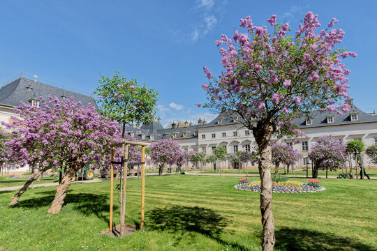 Fliederhof von Schloss Pillnitz im Fr&uuml;hling