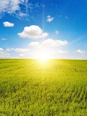 Beautiful sunrise on blue sky and green wheat field.