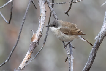 Lesser Whitethroat