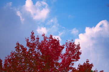紅葉と青空