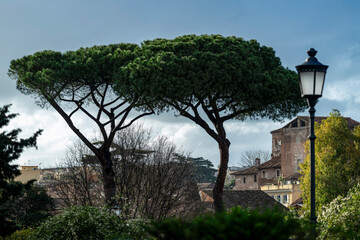 Bâtiments et pins parasols à Rome