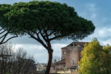 Fototapeta na wymiar Bâtiments et pins parasols à Rome