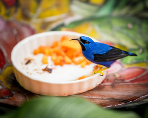 bird on a food dish