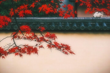 寺の塀と紅葉と猫