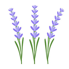 Set with beautiful flowers. Lavender sprigs with green leaves isolated on transparent and white background. Vector cartoon illustration. Element for cosmetics and summer design decoration. Provence.