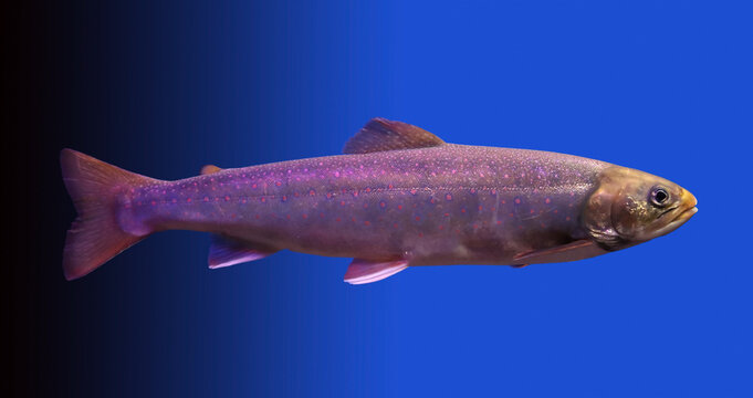 Dolly varden trout (Salvelinus malma) 