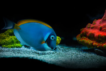 One of the most interesting fish underwater. Powder Blue Tang. Acanthurus leucosternon. Nature...