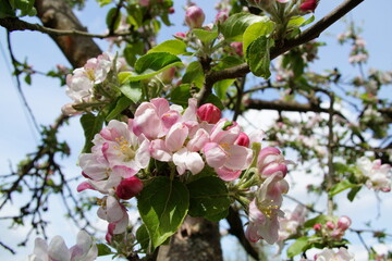 Frühlingserwachen in Thüringen - Apfelblüte