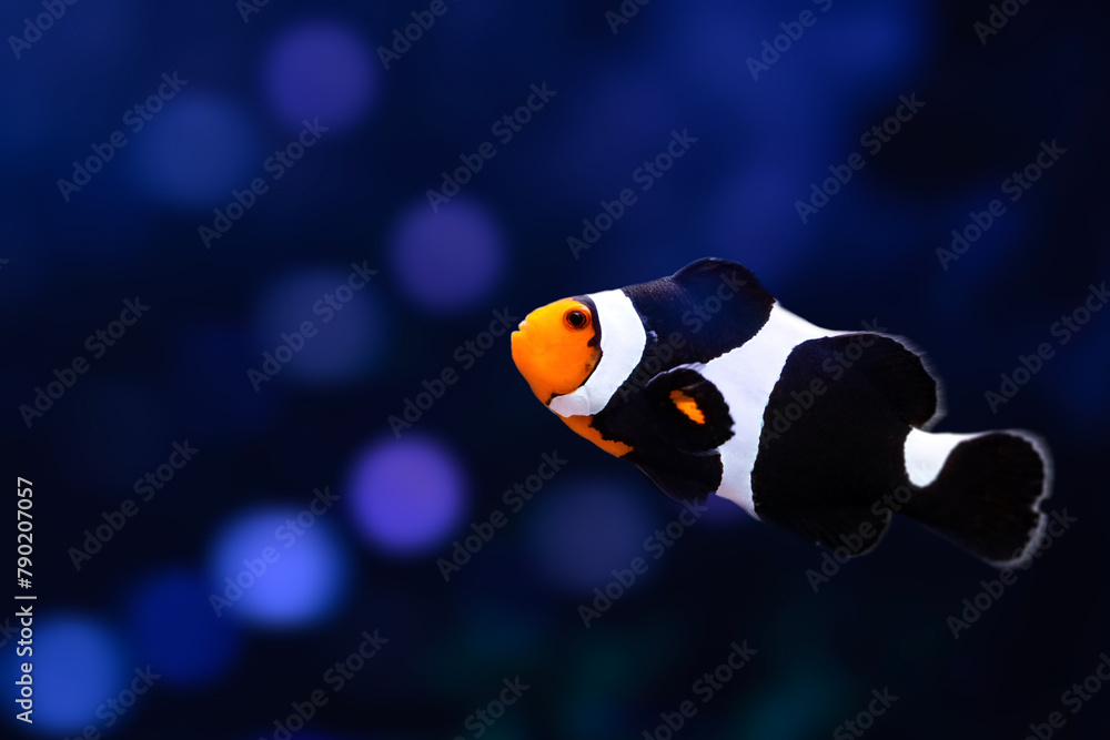 Wall mural Black Photon Clownfish. Blue water background.