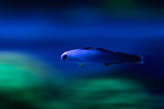 Swimming Firefish. Blue nature background. 