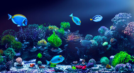 Fototapeta na wymiar A colorful aquarium scene. Colorful nature background. 