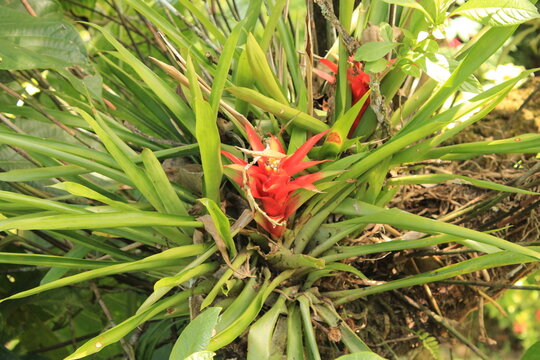 Wild Fruits from Costa Rica. This is a collection of exclusive plants from the South Pacific of Costa Rica, the Osa Peninsula. 

Bromelia