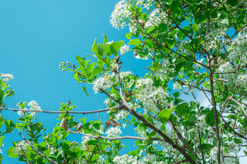 Spring, a tree that blooms at the arrival of summer. A look at the sky. White flowers on the tree branches. A photograph of the first spring.