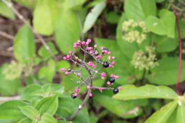 Wild Fruits from Costa Rica. This is a collection of exclusive plants from the South Pacific of Costa Rica, the Osa Peninsula. 

Miconia Subcrustulata