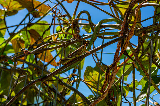 inseto, grilo no jardim