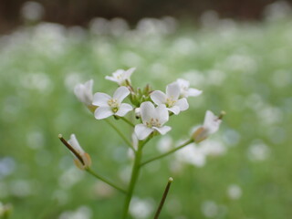 小さな白い花