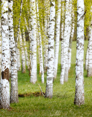 birch grove in the forest