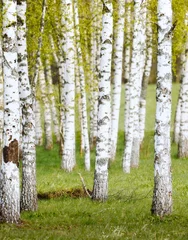 Fotobehang birch grove in the forest © Mareks