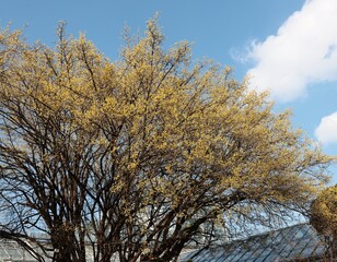 Fototapeta premium Cornus Mas fruit tree blossoming at spring