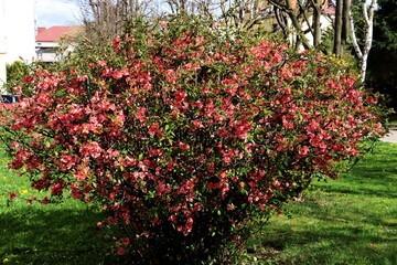 Fototapeta na wymiar red flowers of Chaenomeles japonica bush at spring in park