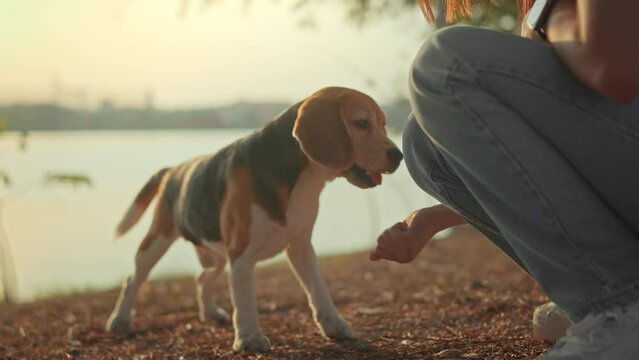 Beagle dog pet learning to give paw on command and getting treats at public park in sunset. Dog owner training tricks dog, Teaching discipline and obedient behavior through play