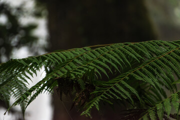 Cerro Punta, Chiriquí, Panamá 