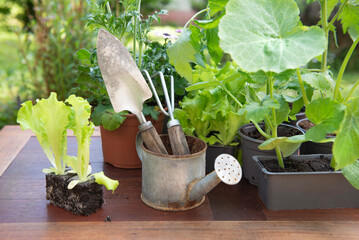 lettuce in dirt ready to plant with gardening tools and vegetable seedlings in pot on a table in garden at springtime