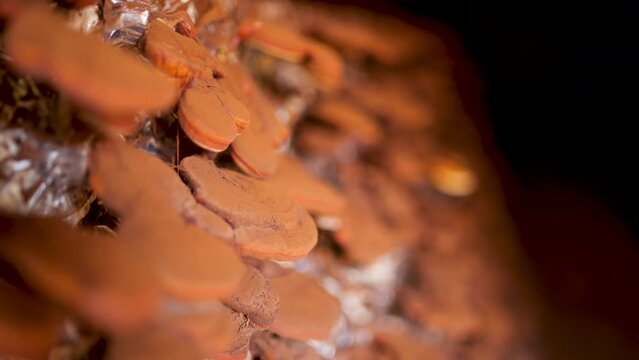 Reishi mushroom cultivation factory. Reishi mushrooms are producing spores.
