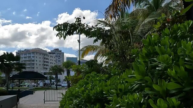 walking in condado, san juan, puerto rico (palm trees and tropical plants) along tall seaside hotels in caribbean island (walking path jungle, scenic) travel destination vacation