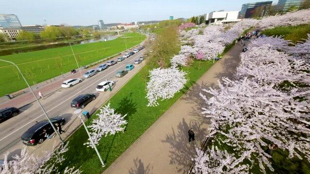 Beautiful aerial FPV view of blossoming sakura park in Vilnius city center. Sugihara cherry tree garden blooming on sunny April evening. Springtime in Vilnius, Lithuania.