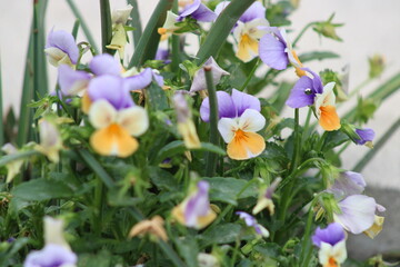 A sidewalk planter of pansy flowers on Main Street as it continues from downtown Dallas into Deep Ellum.