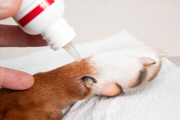 Styptic gel administration to dog paw with injured dewclaw. Pet First aid product to stop bleeding...